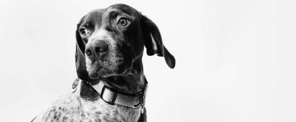dog arthritis help in surrey