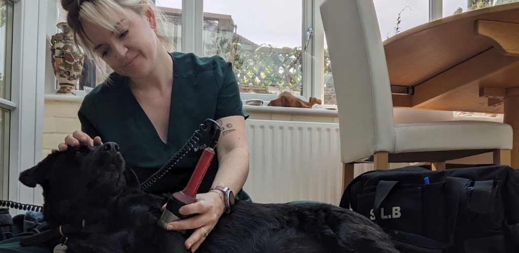 dogphysioclaygate