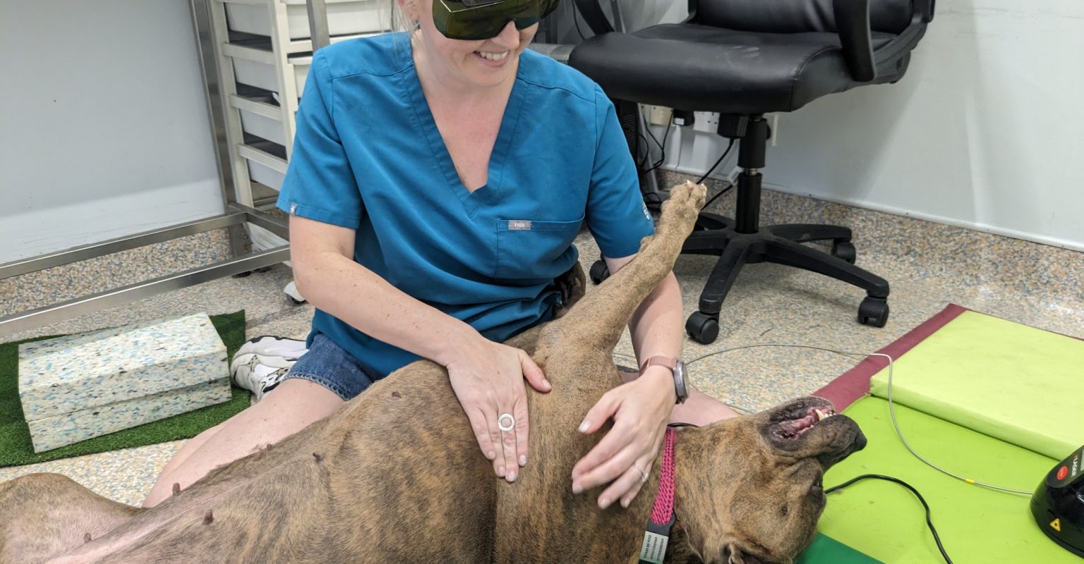 physiodog