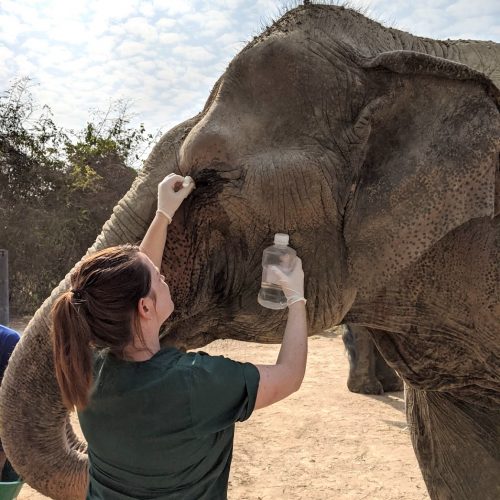 Rehabilitation work with rescued Elephants in Asia
